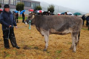 Miss OB Rind_Pirat Albana_Reichmuth Urs Altendorf